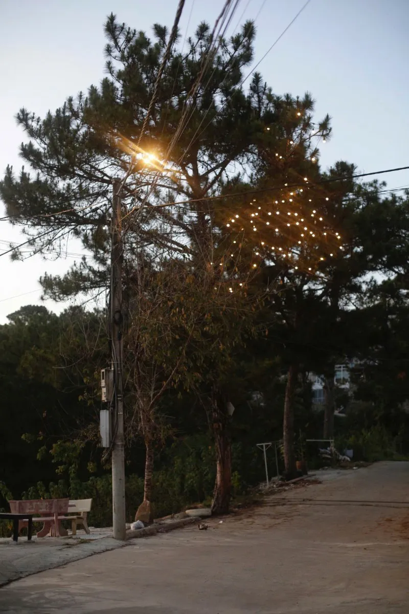 Pine Tree House