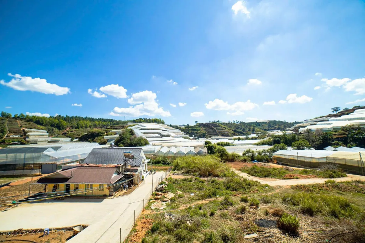 The Green House