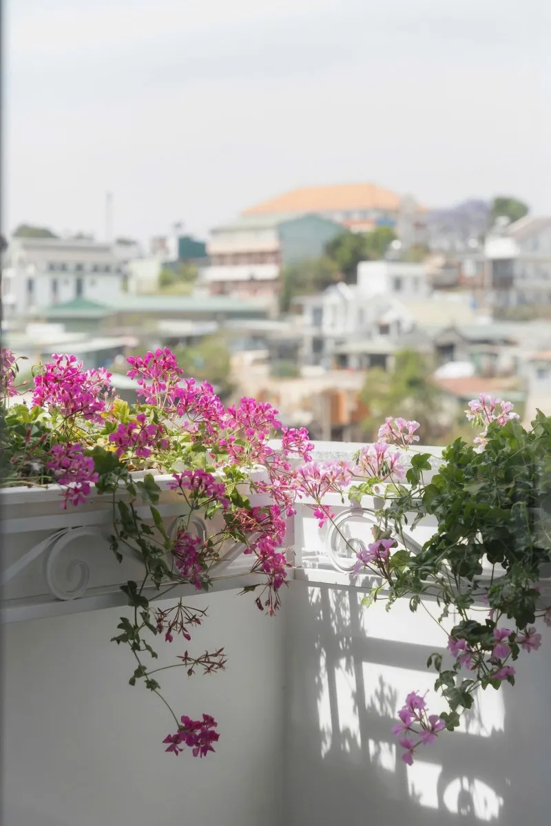Roses