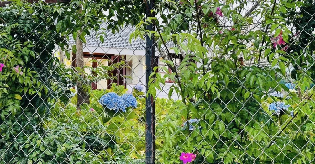 Măng Lin 2