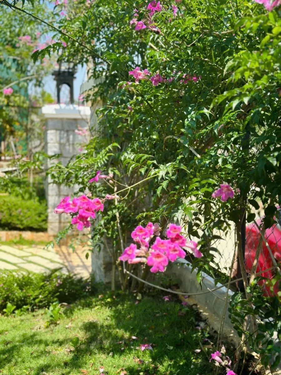 Măng Lin 2